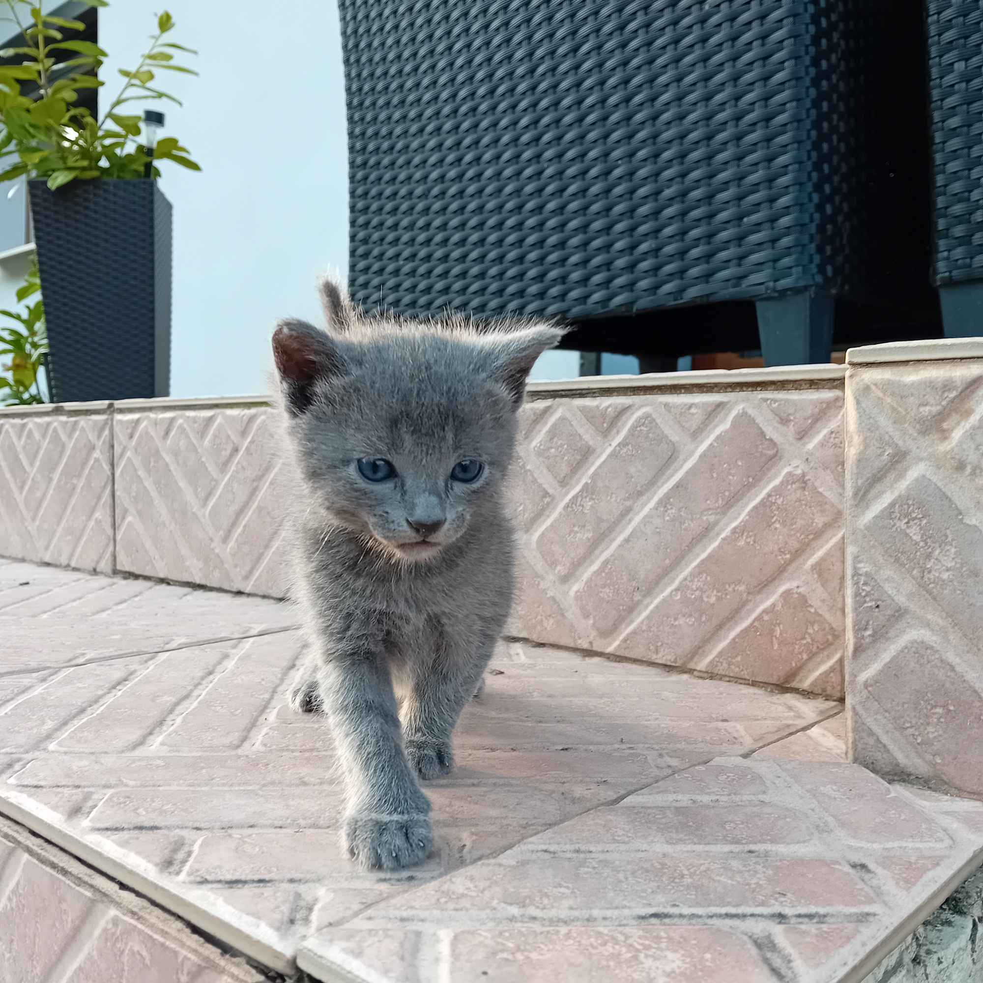 Sprzedam kocięta niebieskie rosyjskie Starogard Gdański - zdjęcie 2