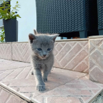 Sprzedam kocięta niebieskie rosyjskie Starogard Gdański - zdjęcie 2