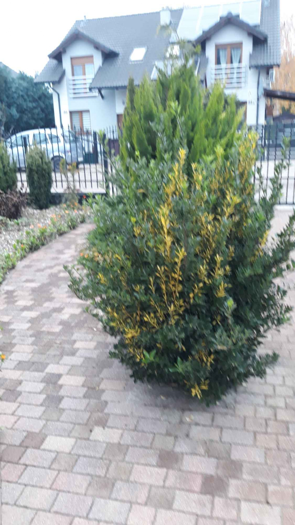 Sprzedam dom w Mosinie Mosina - zdjęcie 4