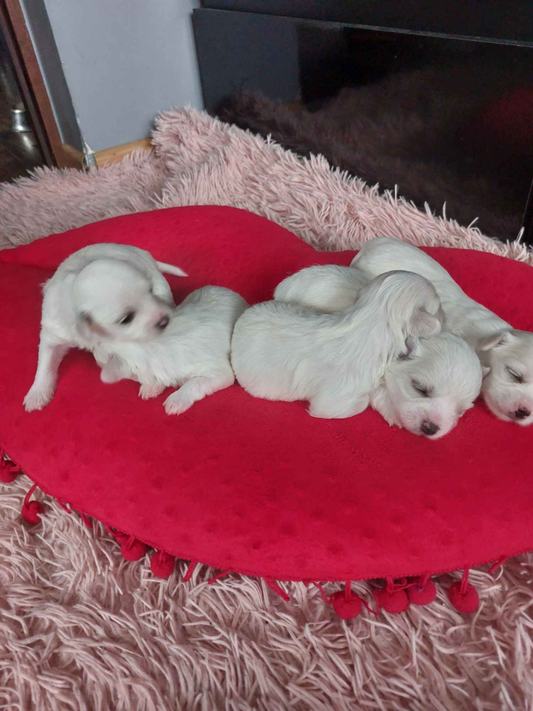 Maltanczyki po małych rodzicach Dębica - zdjęcie 5