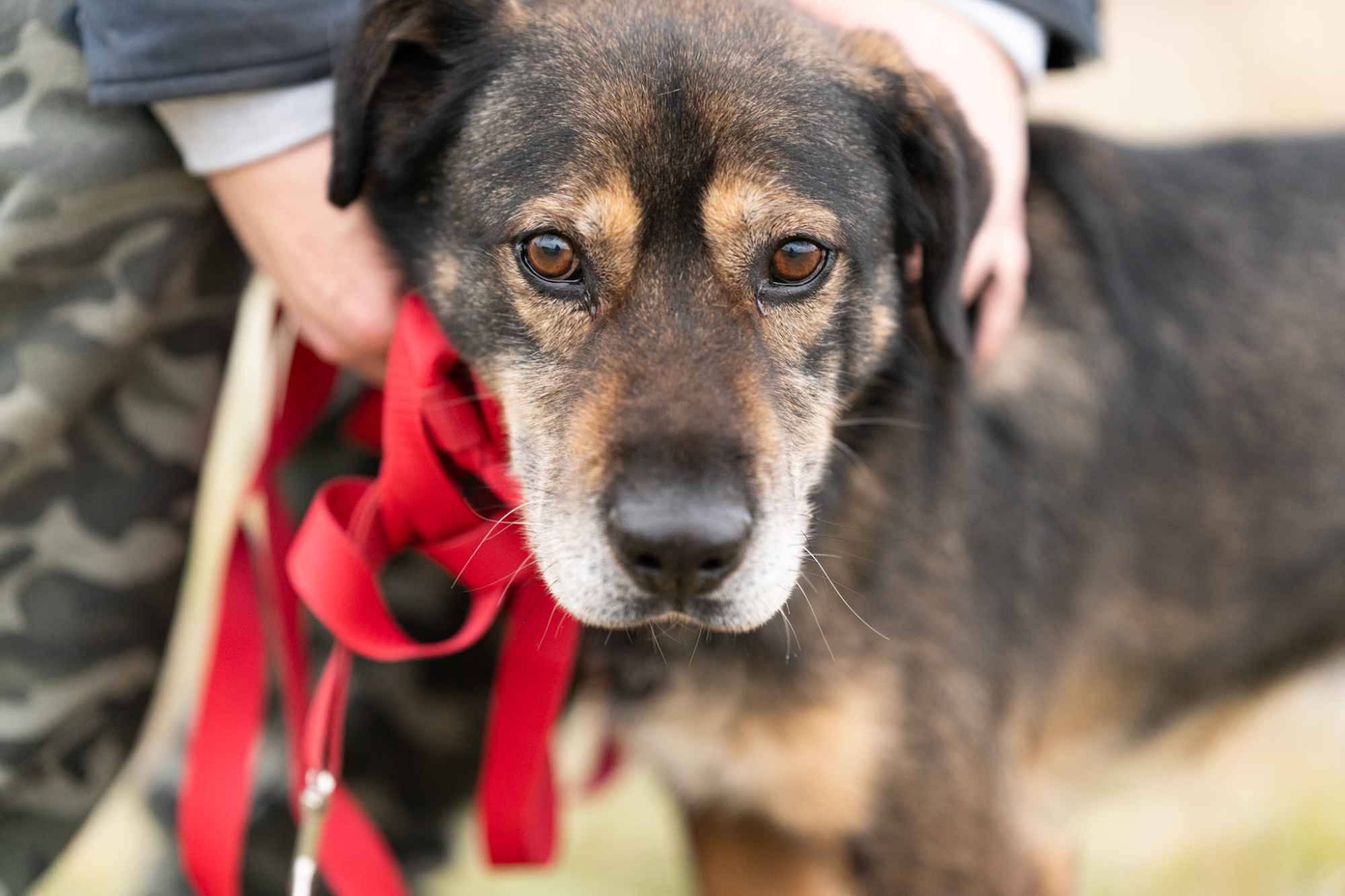 Borys - kochana psia przylepa szuka domu! Olsztyn - zdjęcie 4