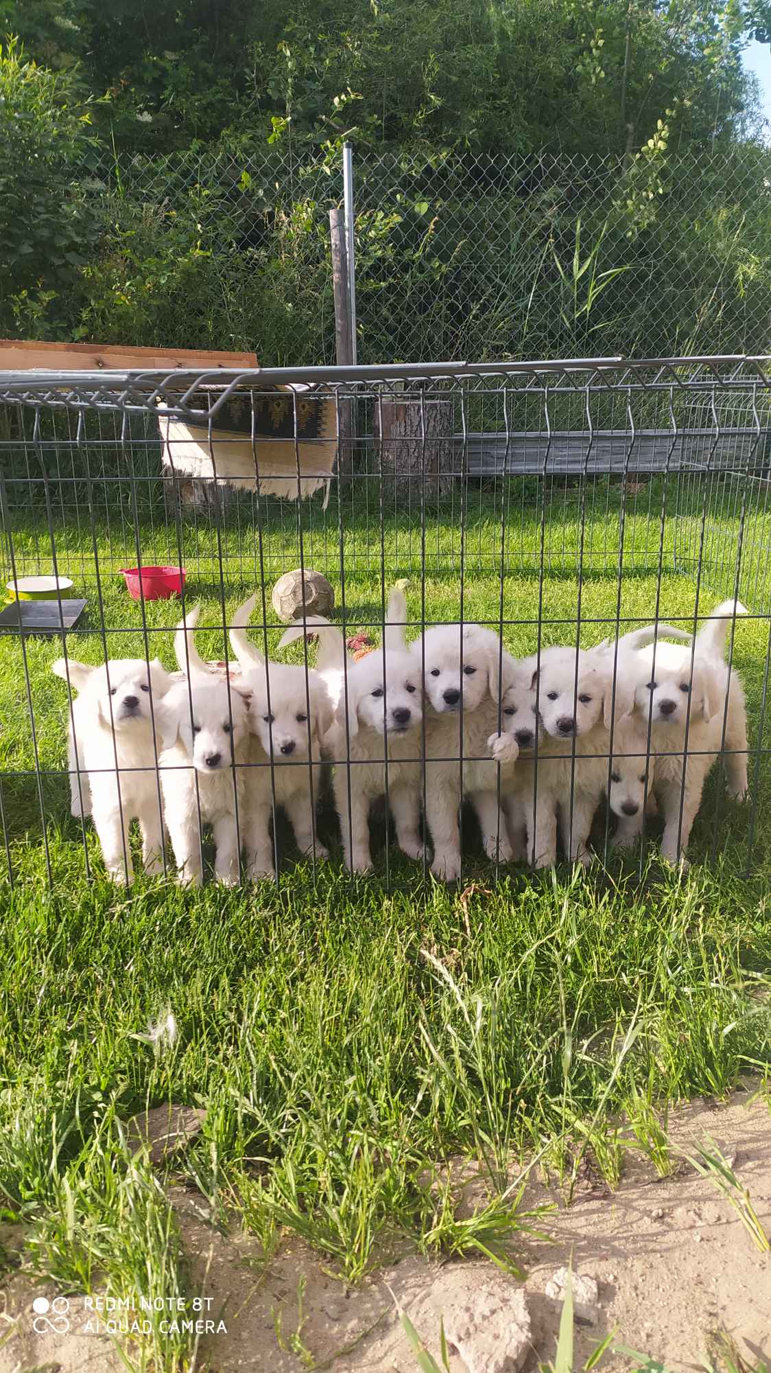 Psy owczarki Podchalanskie Łochów - zdjęcie 3