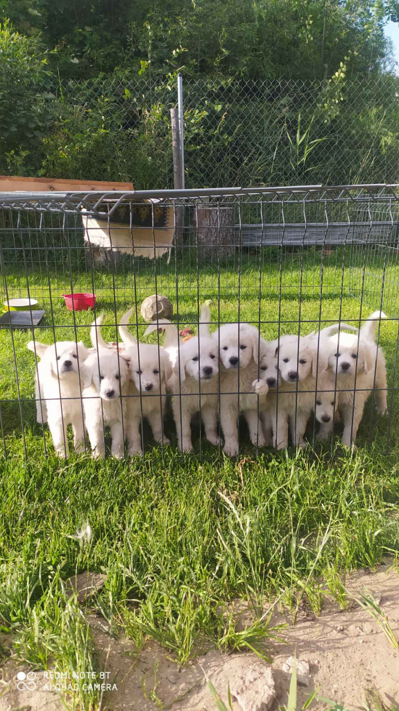 Psy owczarki Podchalanskie Łochów - zdjęcie 3