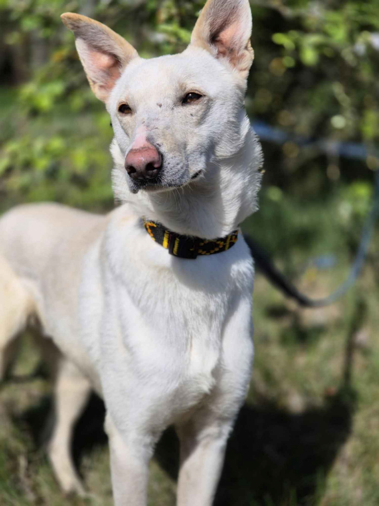 Aguś - psi anioł do pokochania od zaraz! Olsztyn - zdjęcie 3