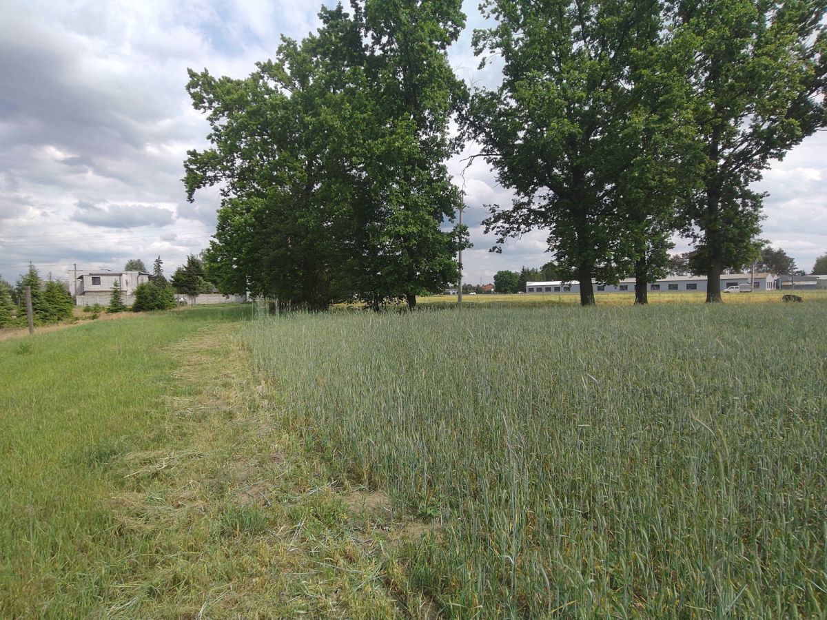 Działka z WZ blisko Nowego Tomyśla. Glinno - zdjęcie 9