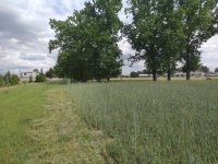 Działka z WZ blisko Nowego Tomyśla. Glinno - zdjęcie 9