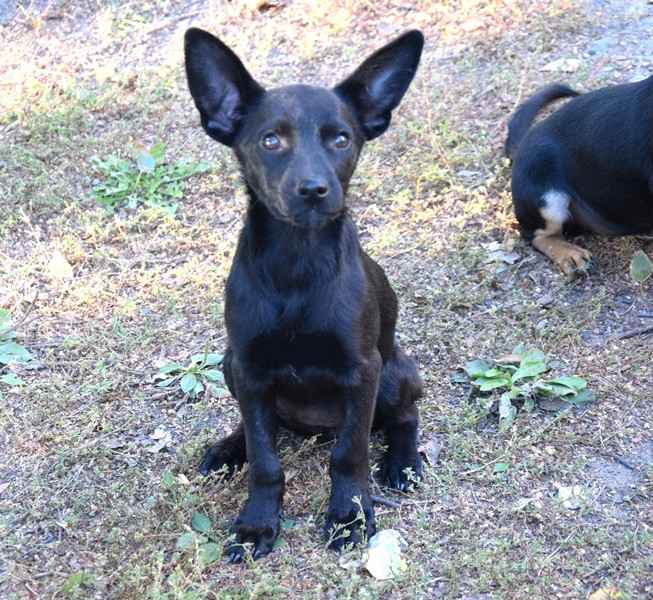 TINA mała z dużymi uszkami– szuka domu Sochaczew - zdjęcie 1