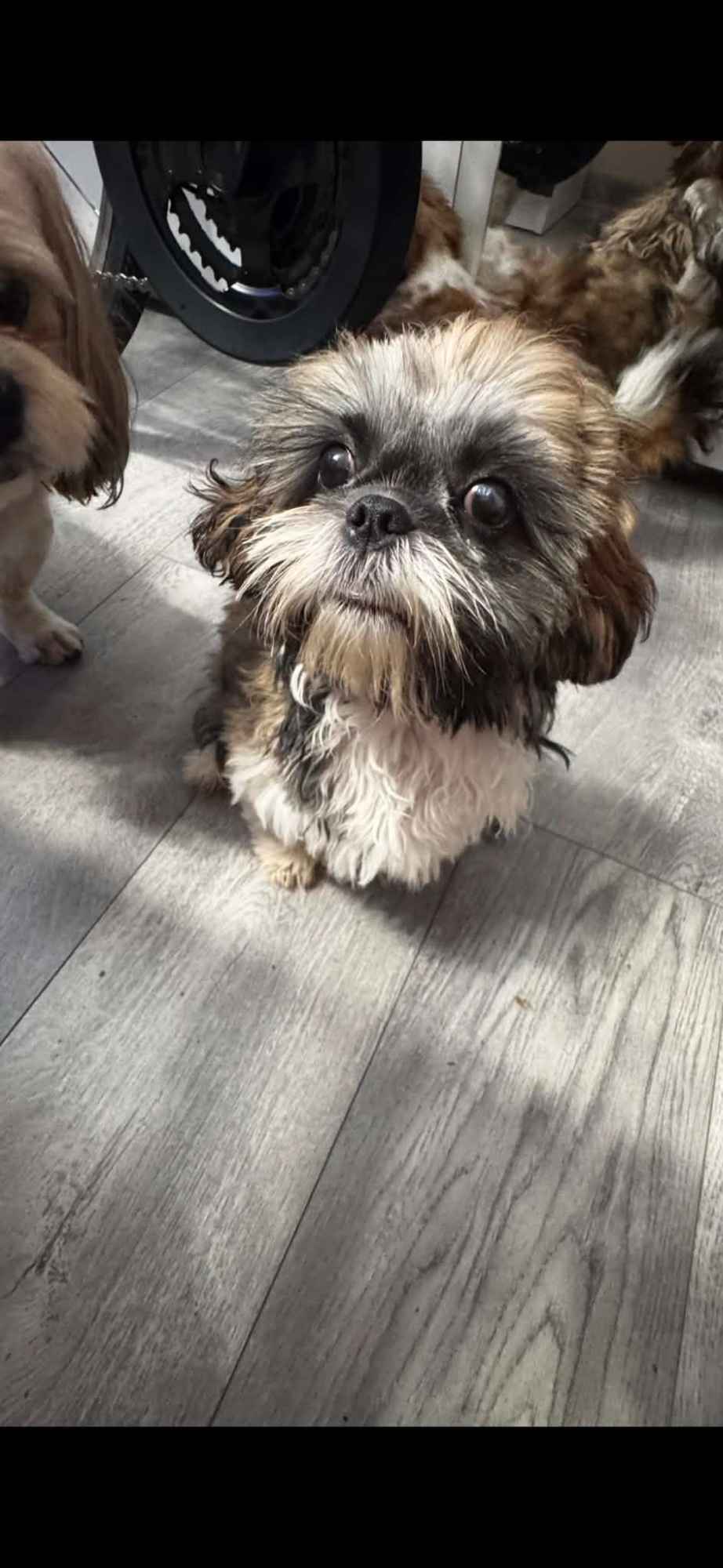 Szczeniaki shihtzu Siedlce - zdjęcie 6
