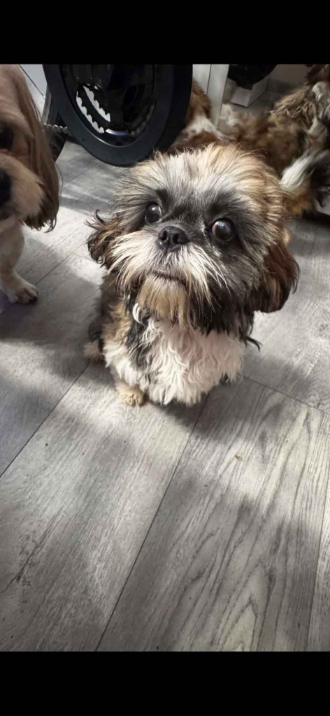 Szczeniaki shihtzu Siedlce - zdjęcie 6