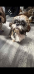 Szczeniaki shihtzu Siedlce - zdjęcie 6