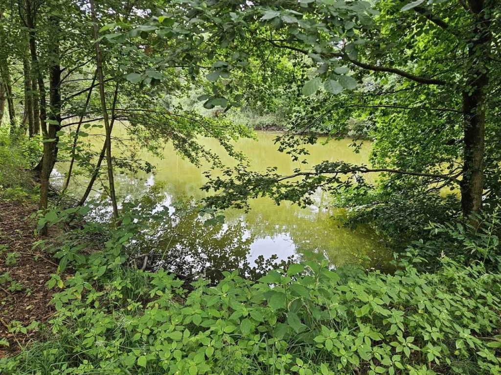 Działka budowlana (6000 m2) JEZIORO/LAS (Drogoszowice) Drogoszowice - zdjęcie 2
