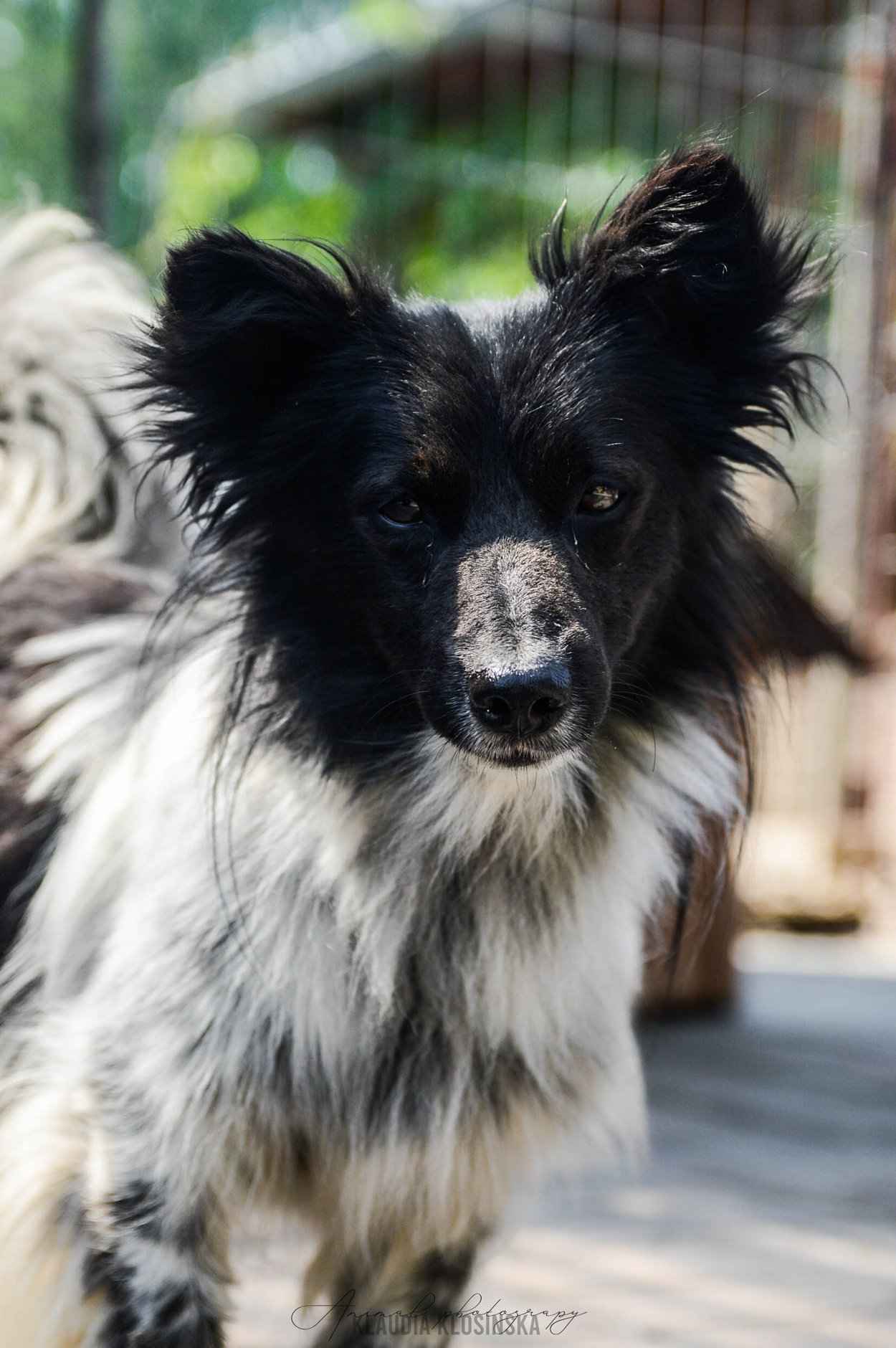 Pędzel - przecudny, niewielki psiak szuka domu! Olsztyn - zdjęcie 4