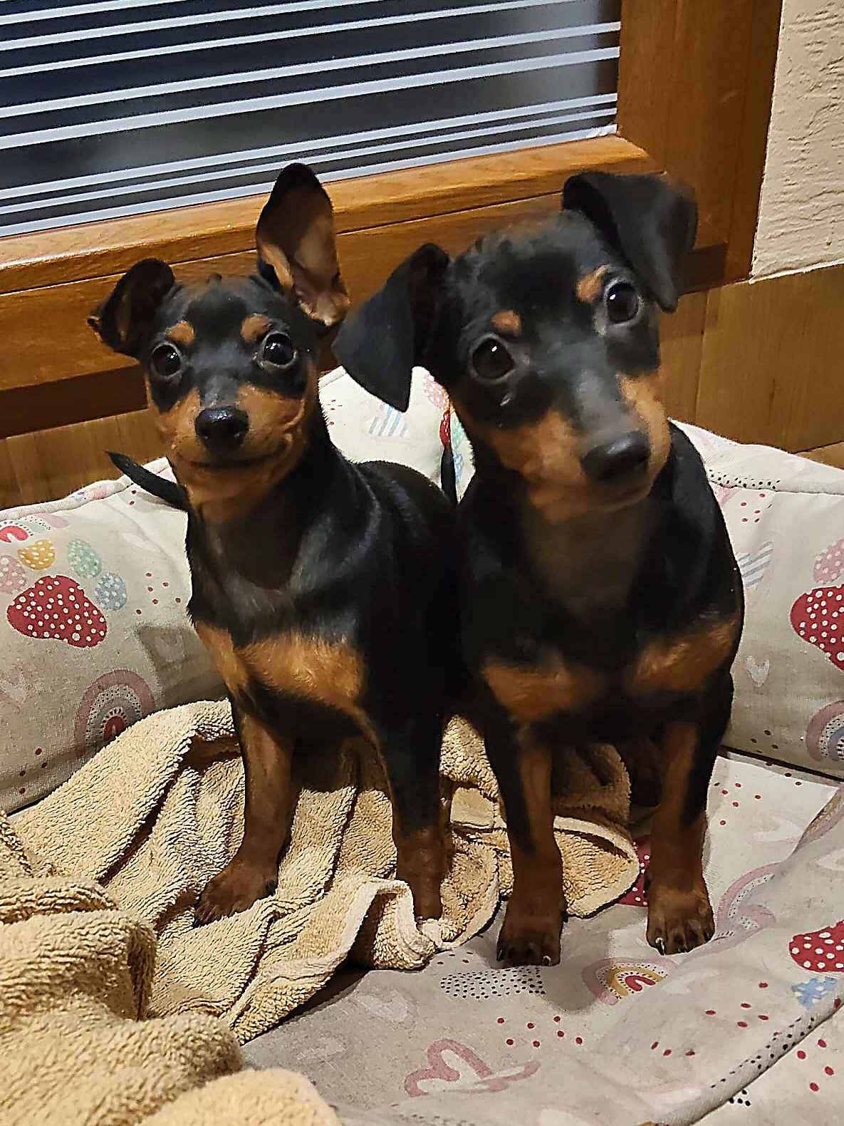 Pinczer miniaturowy Konin - zdjęcie 4