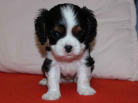 Szczeniaki pieski Cavalier King Charles Spaniel ZKwP FCI Częstochowa - zdjęcie 2