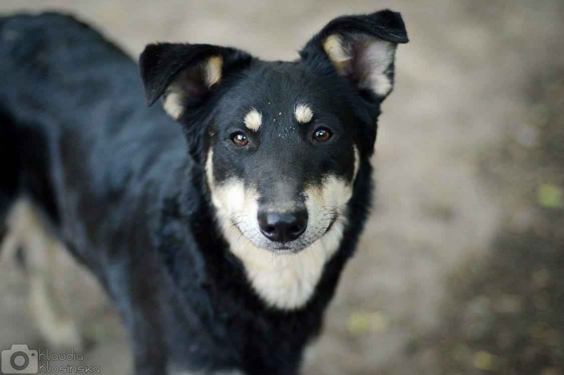 Pixel - wesoły, łagodny psiak szuka domu! Olsztyn - zdjęcie 6