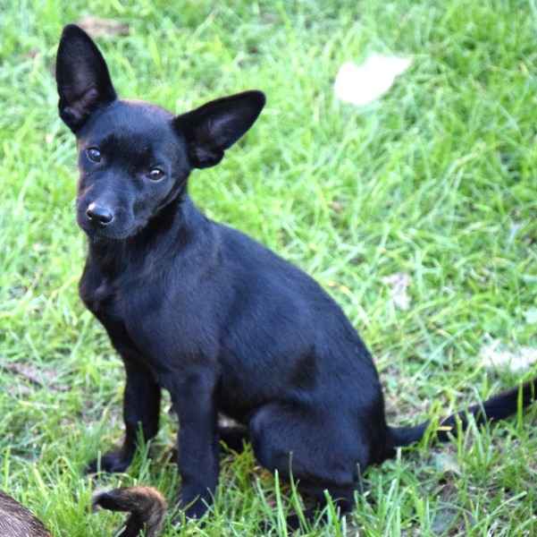 TINA mała z dużymi uszkami– szuka domu Sochaczew - zdjęcie 2