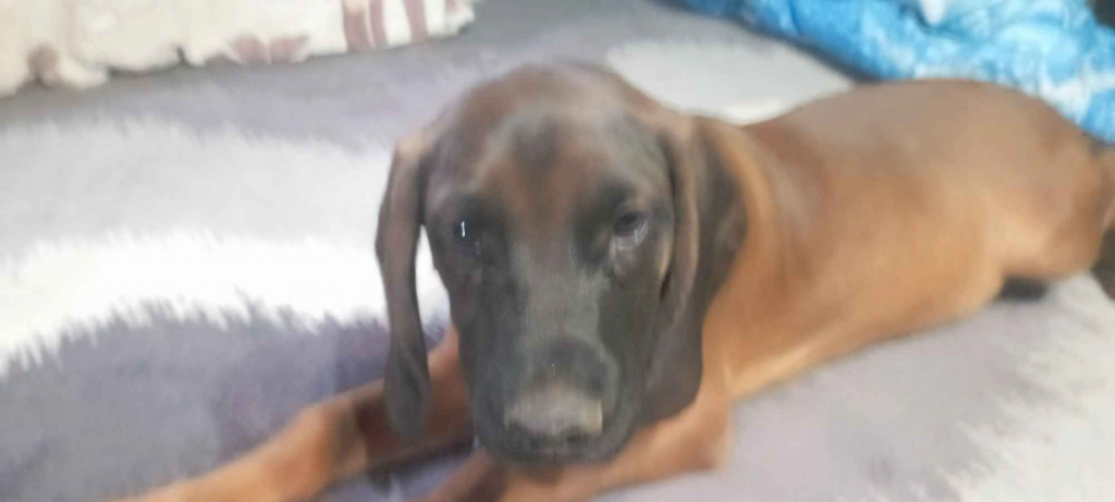 Szczeniak posokowiec bawarski Brzostek - zdjęcie 1