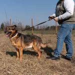 Lizak - mądry, łagodny, kochający pies BŁAGA o dom! Olsztyn - zdjęcie 7