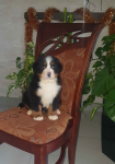 Szczeniaki Berneński Pies Pasterski Kielce - zdjęcie 3