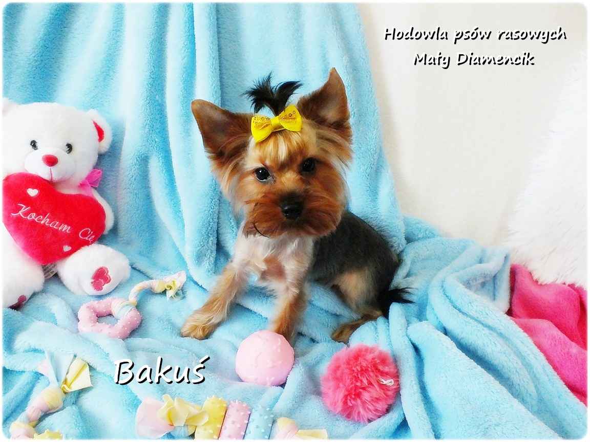 Yorkshire Terrier York piesek Bakuś szczeniaczek 8-miesięcy Rodowód Żary - zdjęcie 9