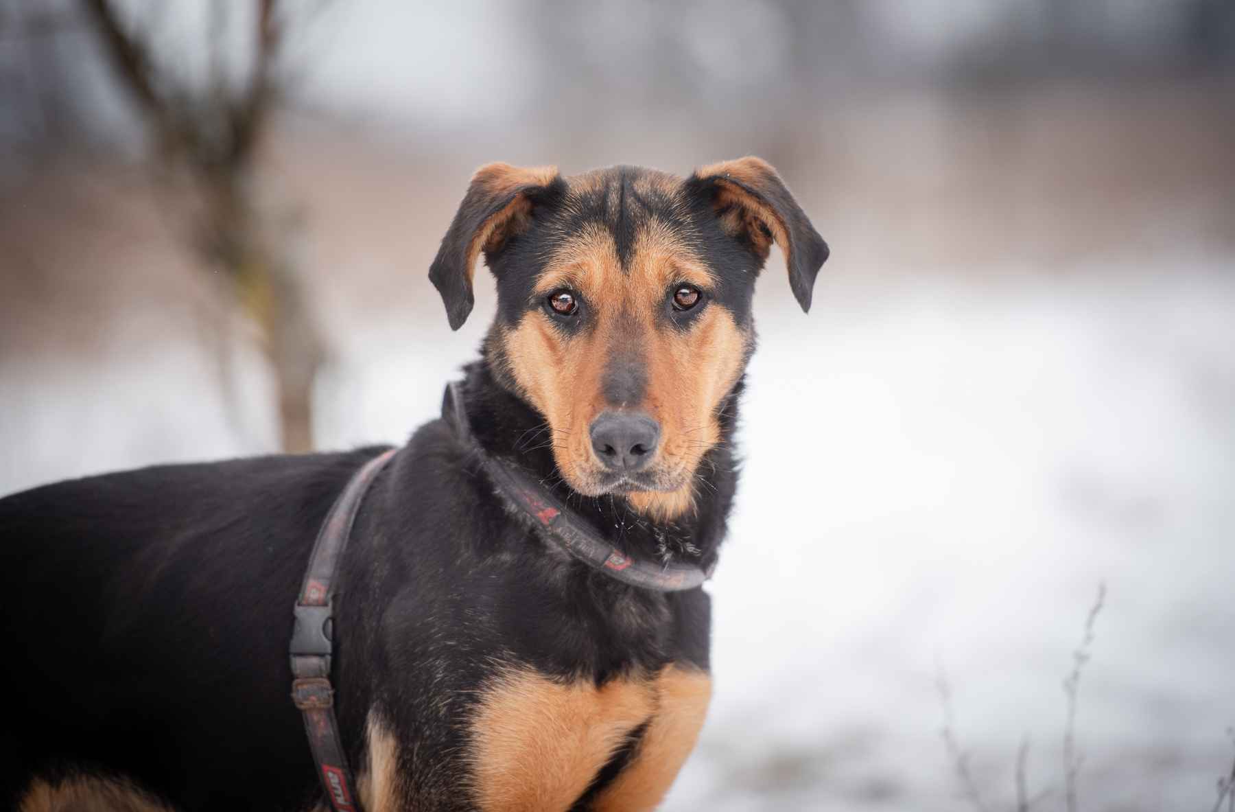 Felicja - psi anioł szuka domu na zawsze! Olsztyn - zdjęcie 7