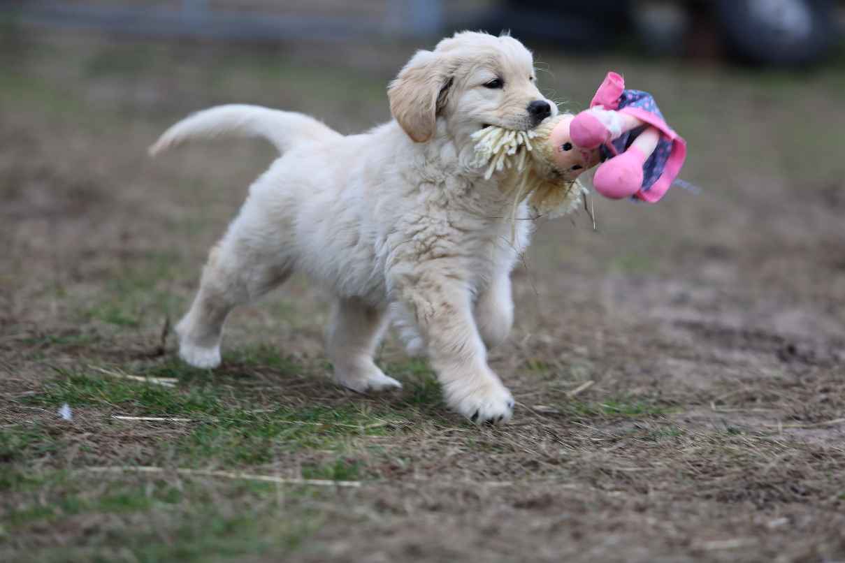 Golden Retriever-biszkoptowe  mniejsze i większe szczeniaki, Polesie - zdjęcie 4