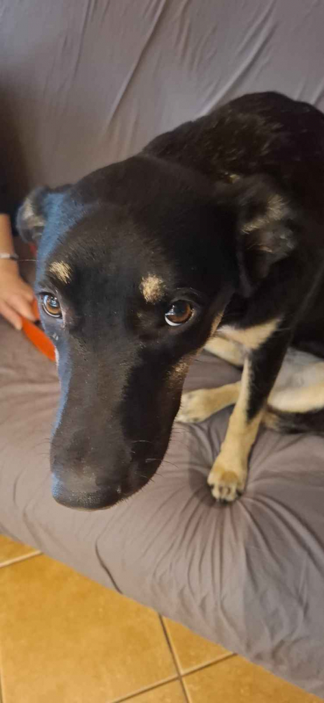 Tutka - sunia ideał, młoda, kotolubna, wesoła Olsztyn - zdjęcie 2