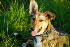 Diuna - psia wojowniczka marzy o własnym domku Łętkowice - zdjęcie 2