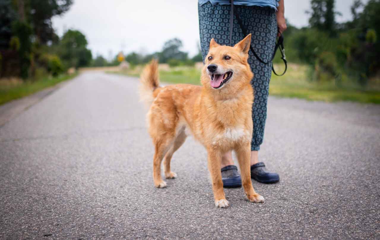 Lisek, przyjazny, wesoły rudzielec szuka domu! Olsztyn - zdjęcie 2