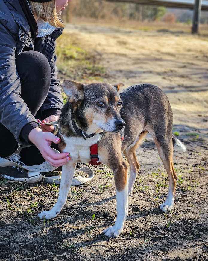 Przesympatyczny, proludzki kanapowiec szuka domu na zawsze! Adoptuj! Polesie - zdjęcie 10