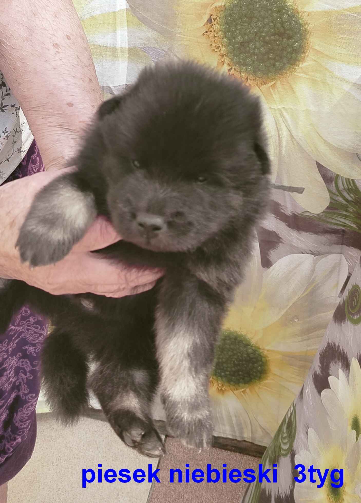 Eurasier - szczeniaki dostepne po 12 września 2025r Puszcza Mariańska - zdjęcie 2