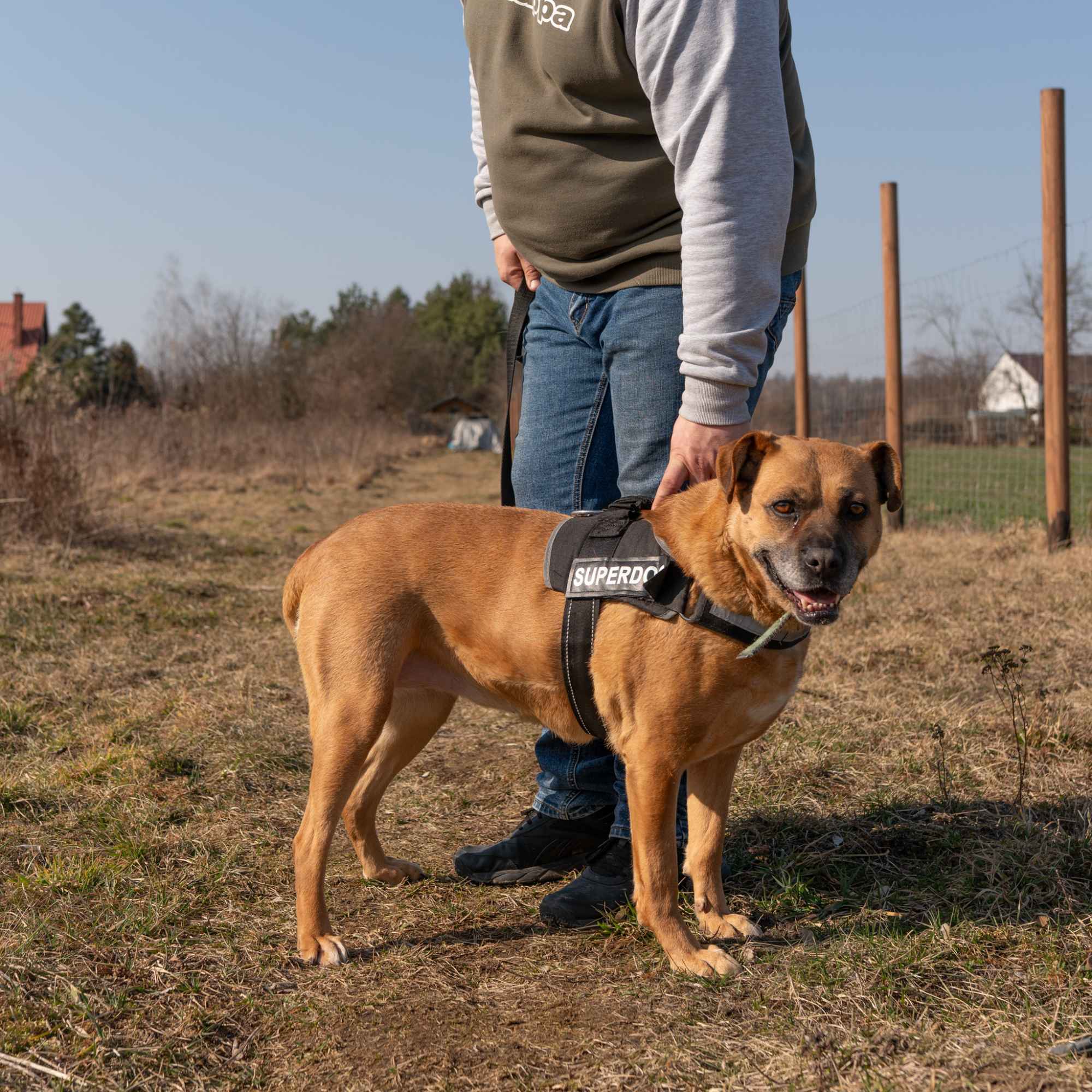 Aza - wesoła, łagodna, rodzinna sunia! Olsztyn - zdjęcie 2