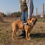 Aza - wesoła, łagodna, rodzinna sunia! Olsztyn - zdjęcie 2