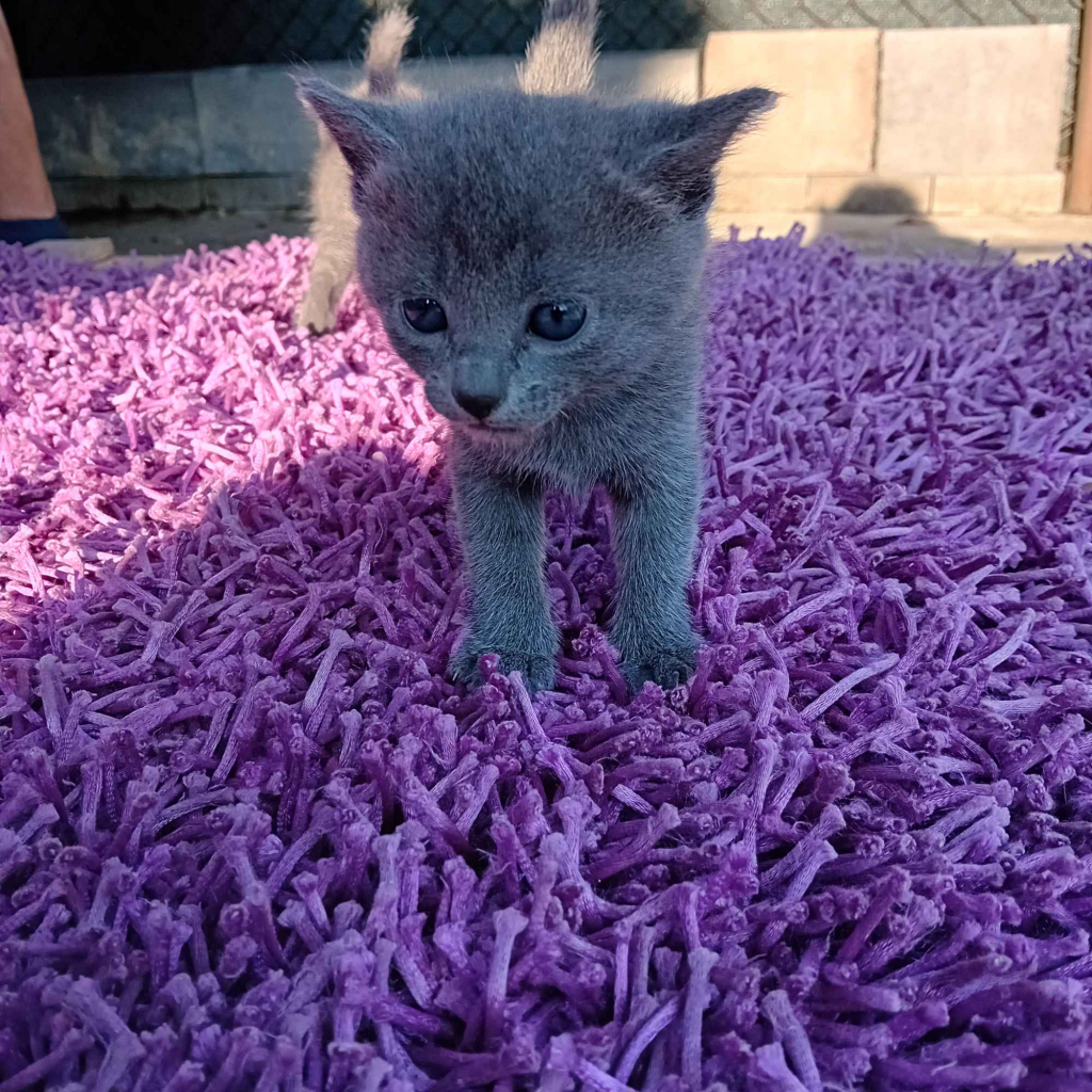 Sprzedam kocięta niebieskie rosyjskie Starogard Gdański - zdjęcie 5