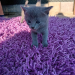 Sprzedam kocięta niebieskie rosyjskie Starogard Gdański - zdjęcie 5