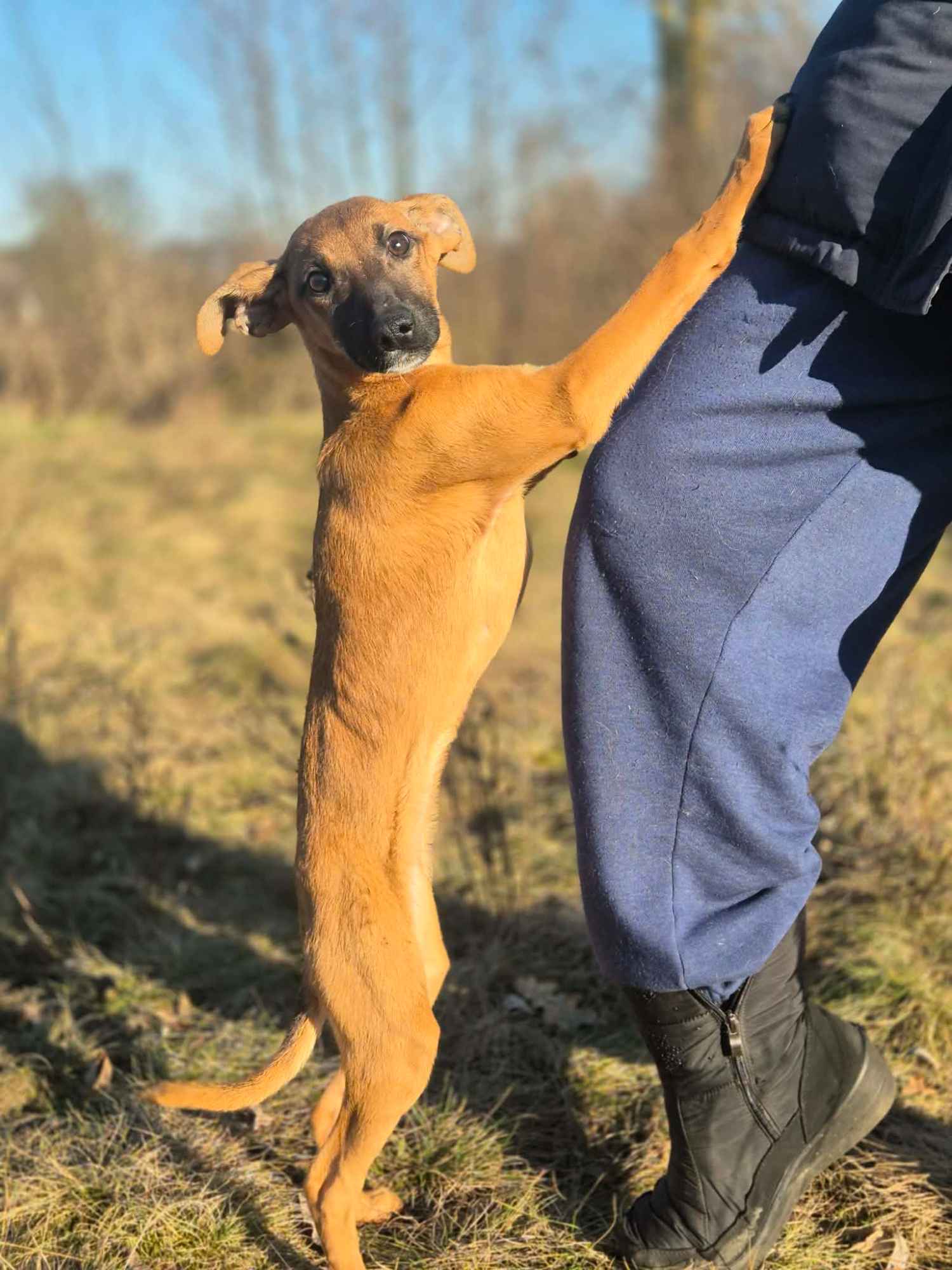 Pelasia - SZCZENIAK, cudna sunia do pokochania! Olsztyn - zdjęcie 2