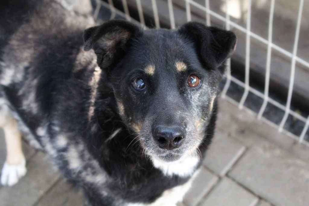 Babunia Perełka szuka swojego wymarzonego domu! Olsztyn - zdjęcie 1