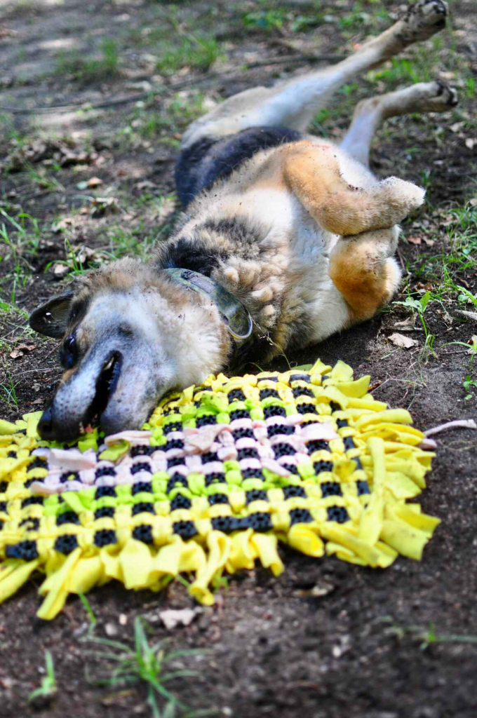Horaś - ideał z klapniętym uszkiem szuka domu! Olsztyn - zdjęcie 3