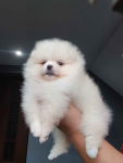 *Pomeranian XS typ misia Sunia ADA* Prądocin - zdjęcie 7