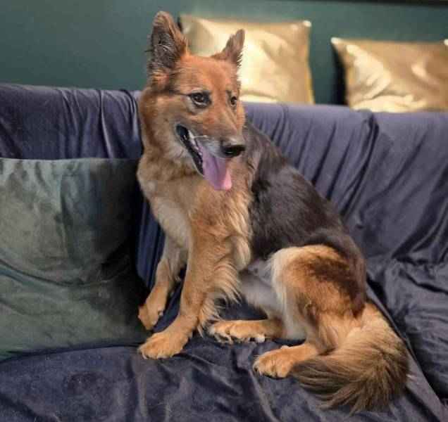 RAJA bardzo prosi o dom Bemowo - zdjęcie 1