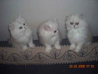 Kocieta perskie-szynszylowe srebrzysto-biale zielonookie Ochota - zdjęcie 1