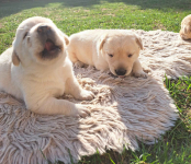 Labrador Retriever Gruszów Wielki - zdjęcie 7