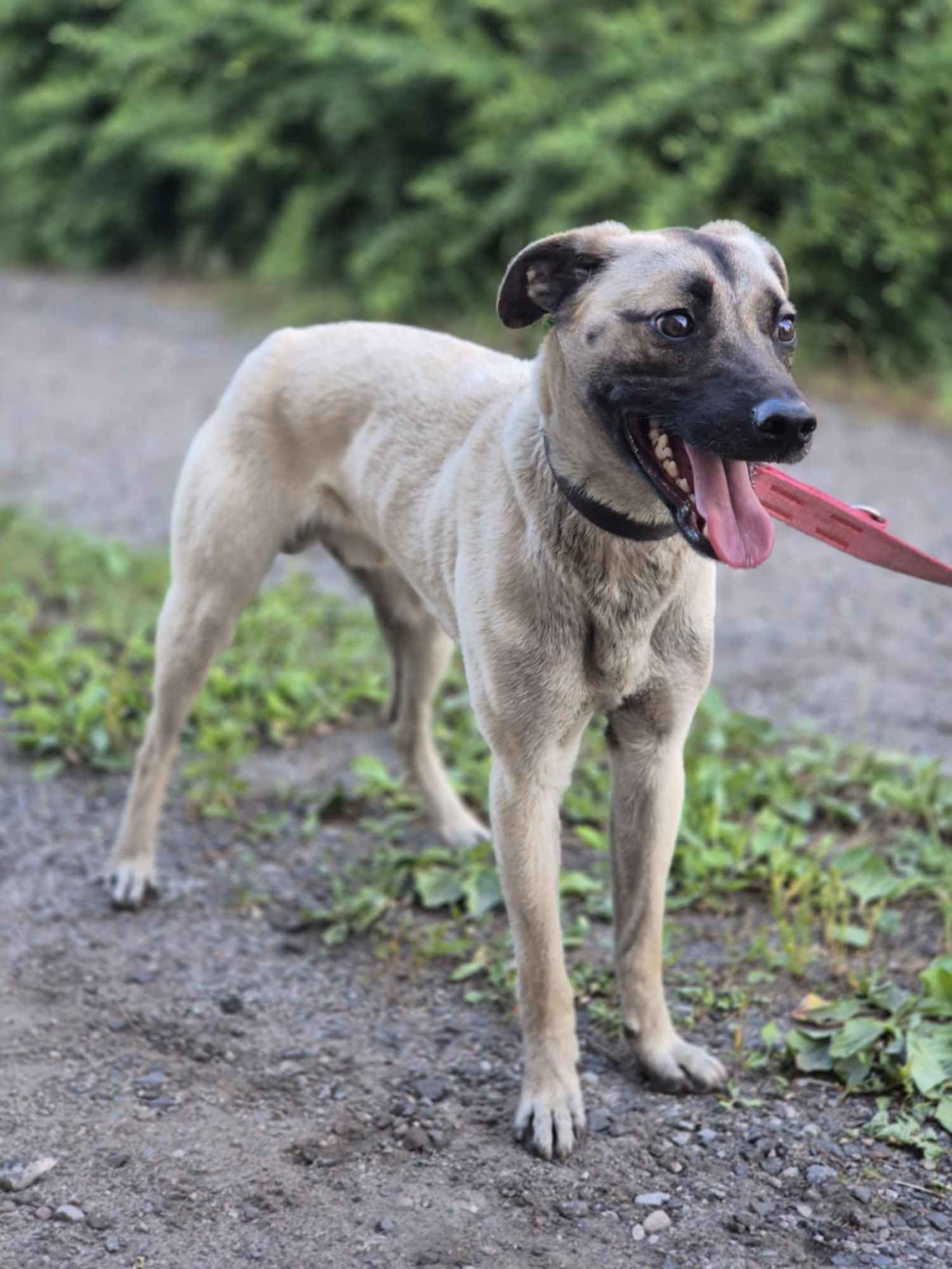 Bianko - domowy psiak zamknięty w piwnicy, pomocy! Olsztyn - zdjęcie 4