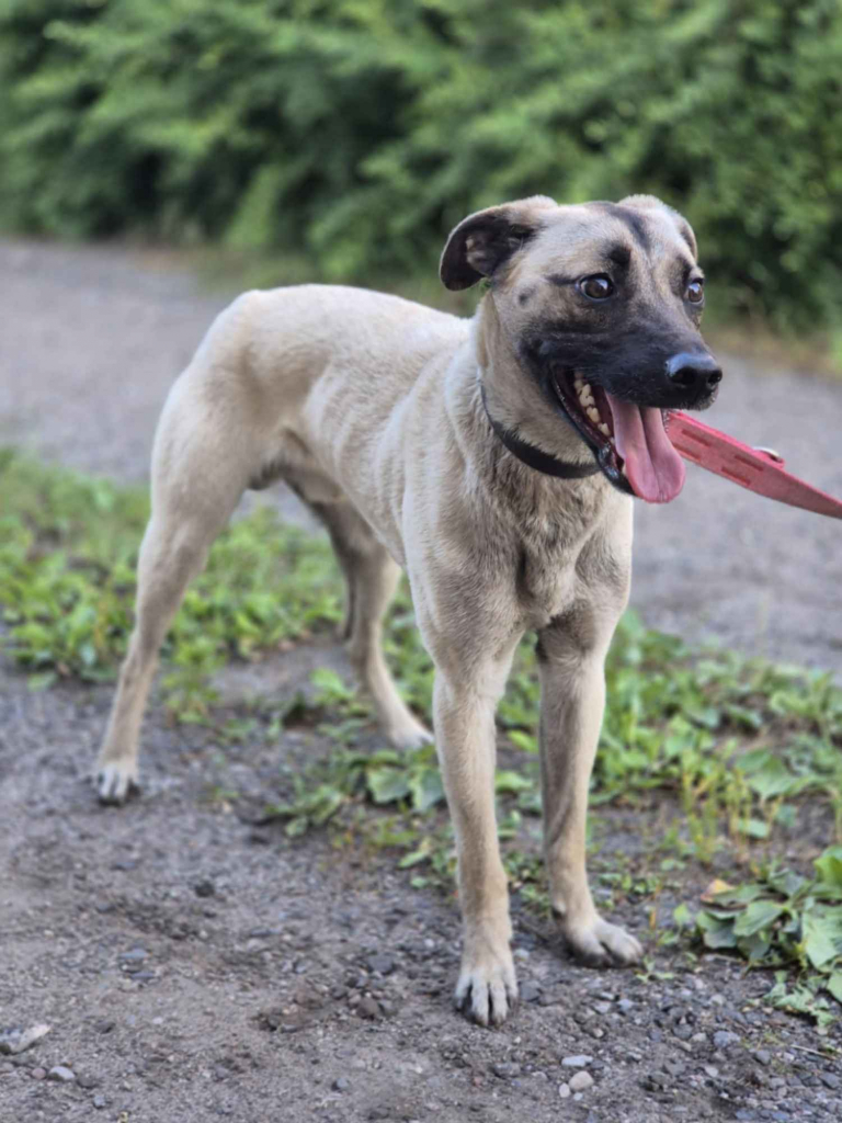 Bianko - domowy psiak zamknięty w piwnicy, pomocy! Olsztyn - zdjęcie 4