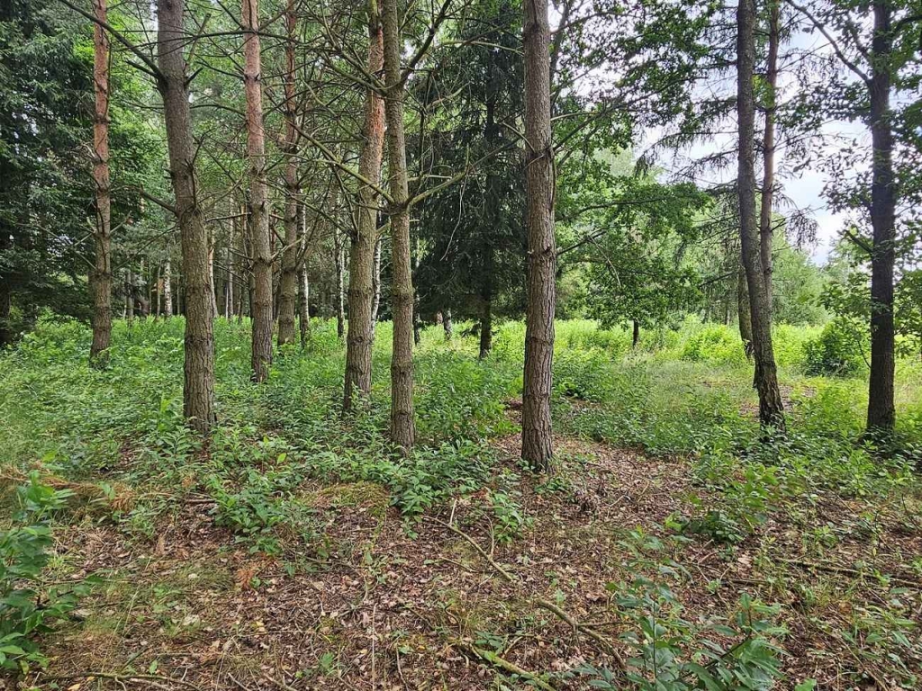 Działka budowlana (6000 m2) JEZIORO/LAS (Drogoszowice) Drogoszowice - zdjęcie 4