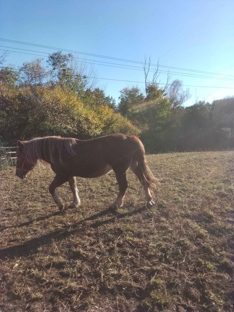 Sprzedam klacz zimnokwista zrebna 6 miesięcy że zrubko Gąbin - zdjęcie 5