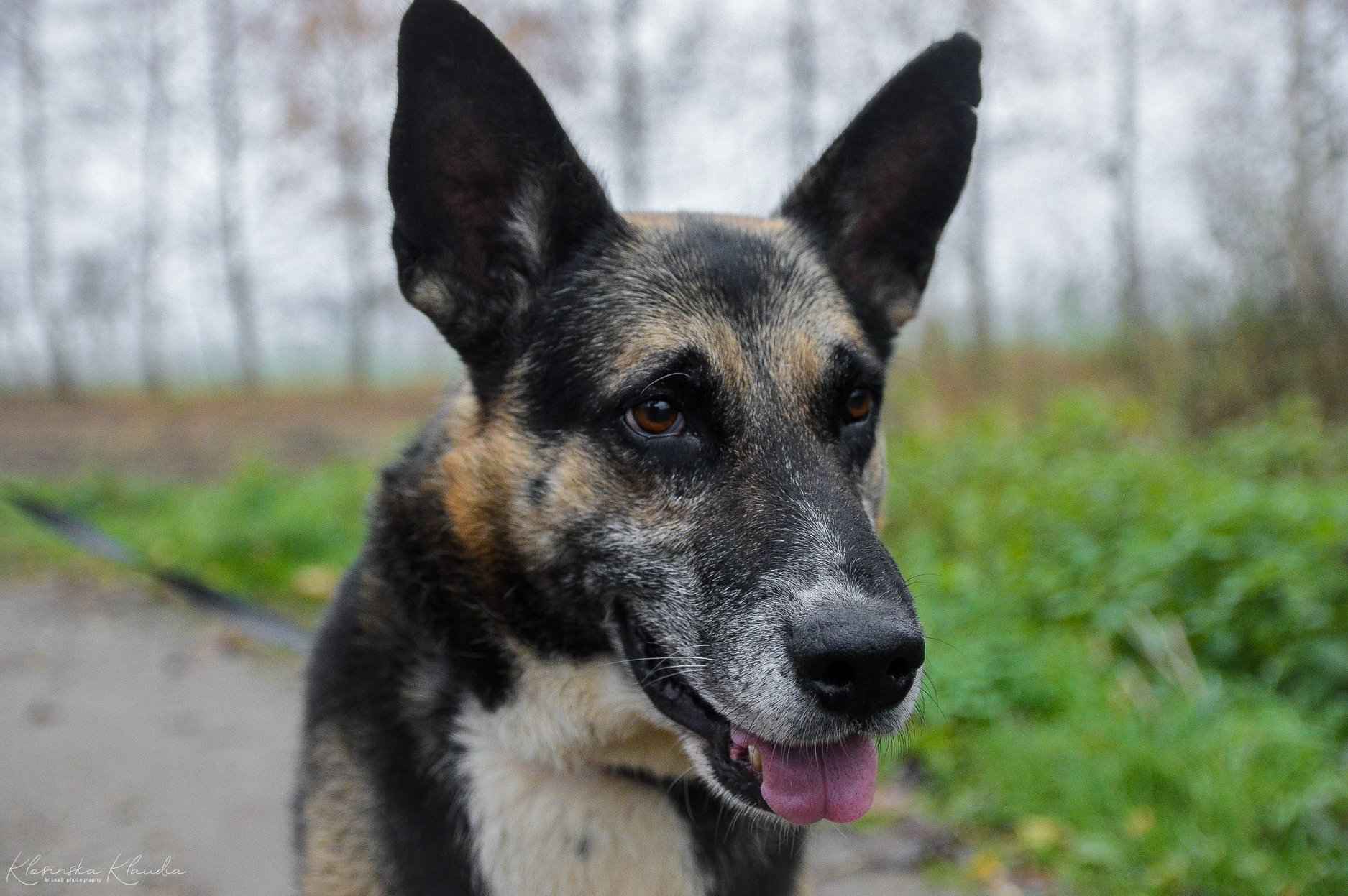 Riko - dostojny indywidualista szuka domu! Olsztyn - zdjęcie 6
