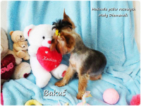 Yorkshire Terrier York piesek Bakuś szczeniaczek 8-miesięcy Rodowód Żary - zdjęcie 4