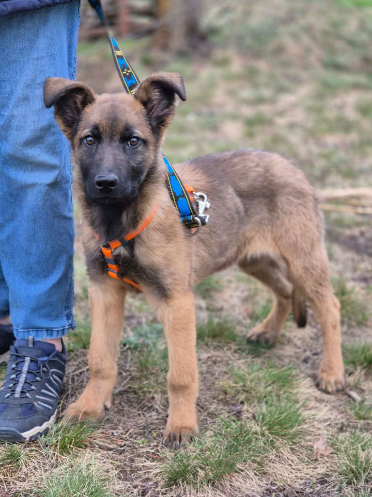 Morusek - delikatny, 4 miesięczny SZCZENIAK szuka domu Olsztyn - zdjęcie 3