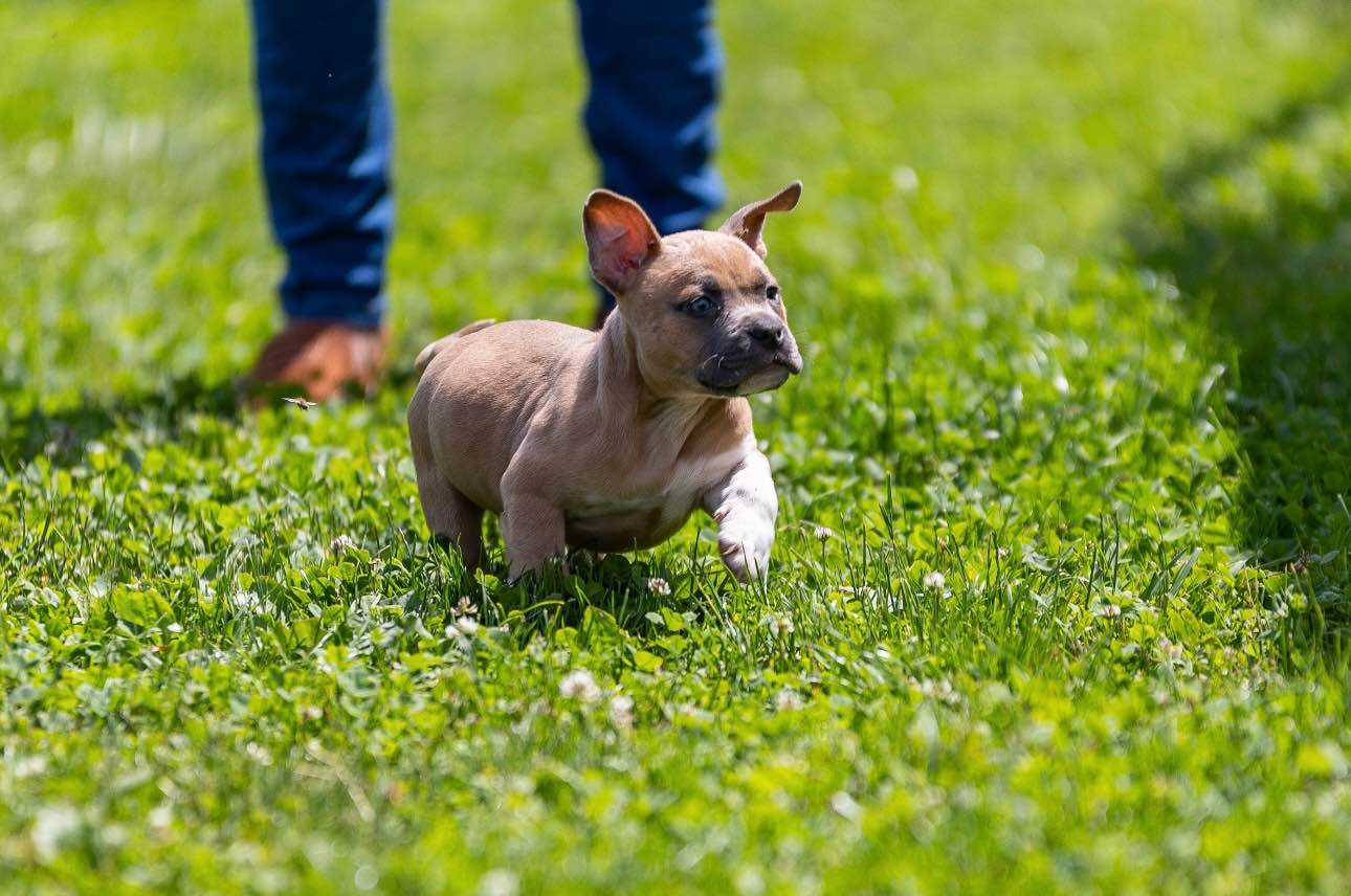 American Bully pocket Limanowa - zdjęcie 12